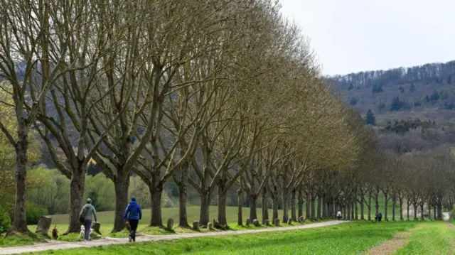 Drvored u nemačkom gradu Kaselu