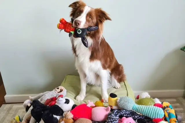 Gaia, uma Border Collie branca com manchas marrons, está sentada com um brinquedo na boca. Ao redor dela, há vários brinquedos espalhados