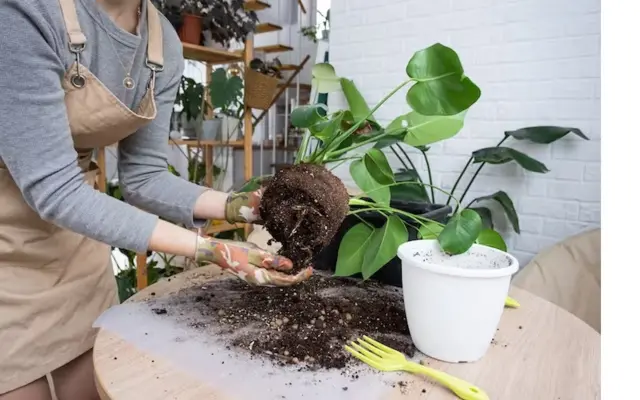 Pessoa trocando uma plantamelhores bonus de cassinovaso