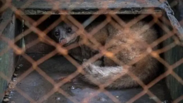 सिवेट बिल्ली