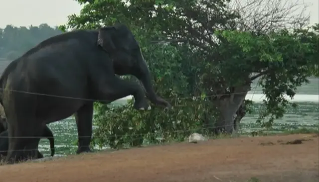 ශ්‍රී ලංකාවේ මුළු භූමියෙන් 62% අලි ජීවත්වේ. ඉන් 44%ක අලි සහ මිනිසුන් එකම ප්‍රදේශයක ජිවත් වේ.