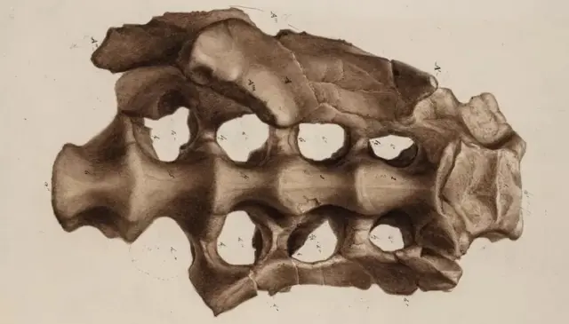 fósseis