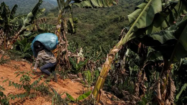 တစ်ရှူးငှက်ပျောစိုက်ခင်း