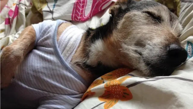 Джек-рассел-терьер Бадди