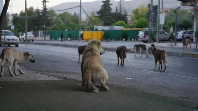 आवारा कुत्ते