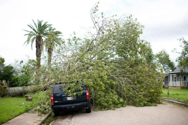 un árbol cae sobre un auto a consecuencia de beryl