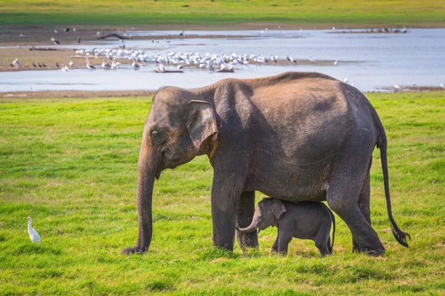 ‘ኣጽልልኒ ማማ’ - ኣብ ስሪላንካ ዝተሰኣላ ኣደን ውላድን ሓራምዝ።