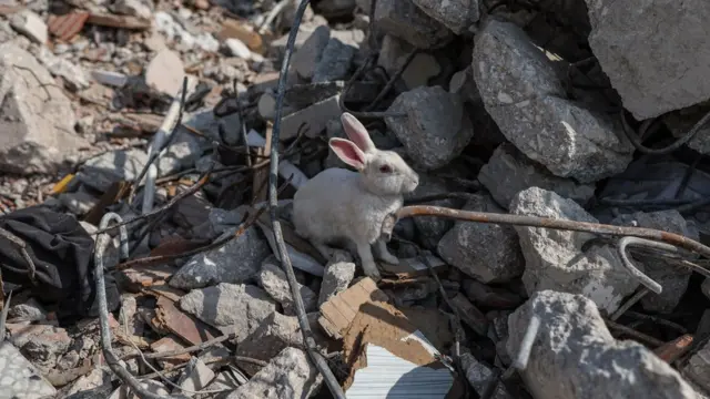 zemljotres, turska, sirija