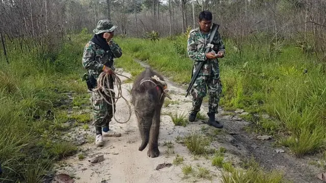 เจ้าหน้าที่พบชบาแก้วหลุดโขลง อยู่ตามลำพังในป่า 2 วันหลังจากที่พาเข้าโขลงแม่ช้าง
