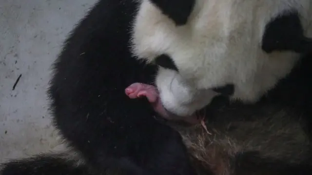 पांडा