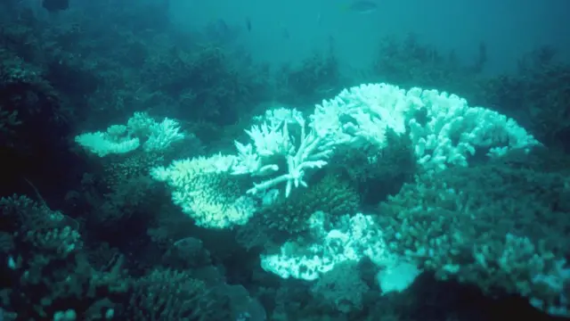 பவளப்பாறைகள்