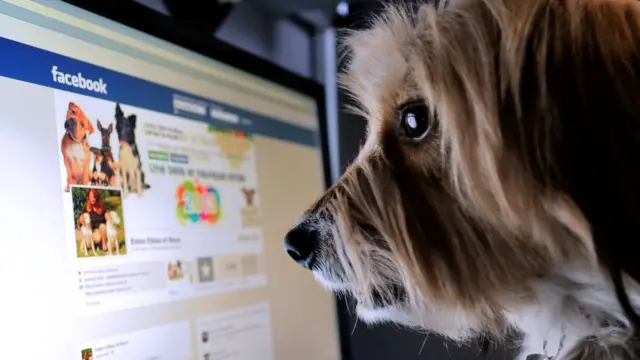 Un perro mira Facebook