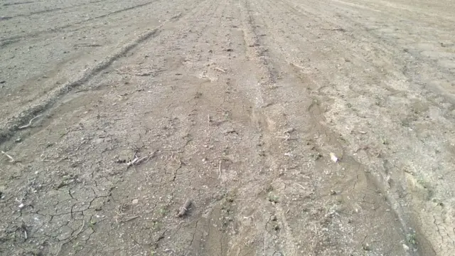 सोयाबीनचं शेत