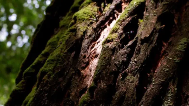 Foto de un lector de BBC Mundo por el tema "bosques"