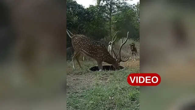 జింకను తరిమిన కుక్కలు 
