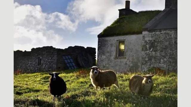 Foula