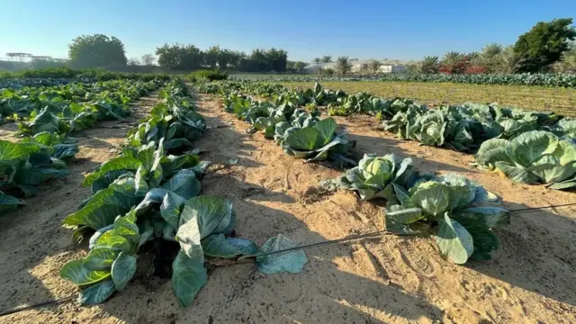 బంకమట్టి ద్రవ మిశ్రమాన్ని ఉపయోగించి సారవంతం చేసిన ప్రదేశంలో పండించిన తోట