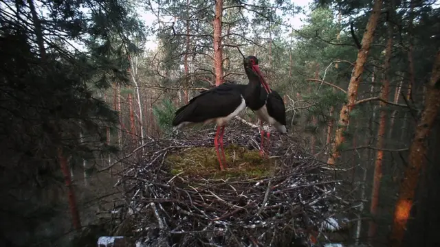 Чорний лелека