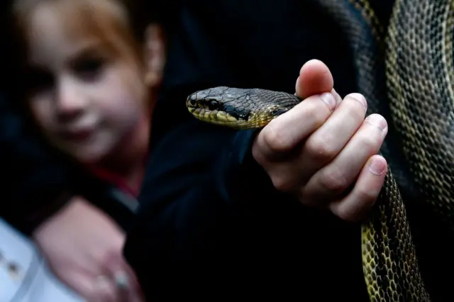 A faithful carries a snake to place on the statue of Saint Domenico during an annual procession in the streets of Cocullo
