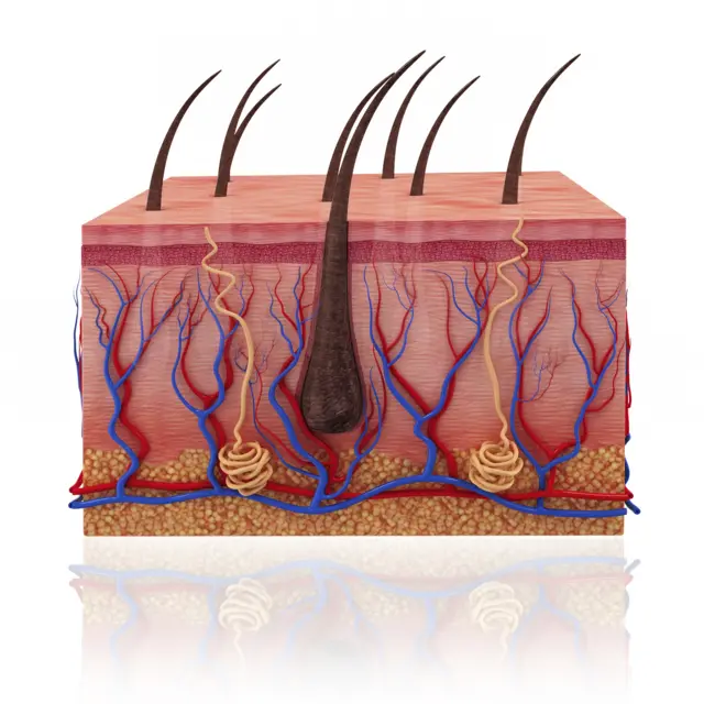 structure des cheveux