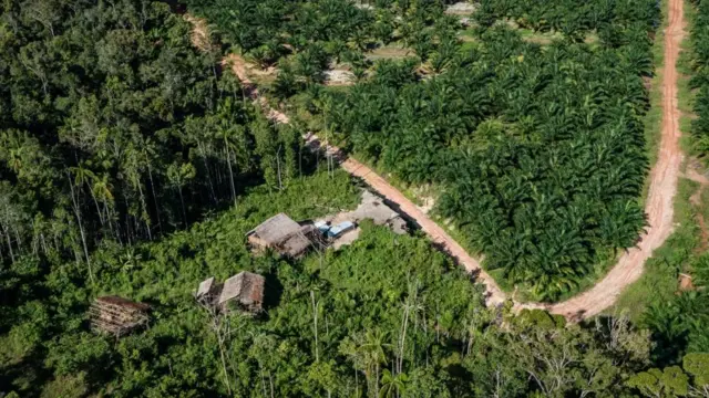 Papua, pembakaran hutan, Korindo, Korea Selatan, PT TSE