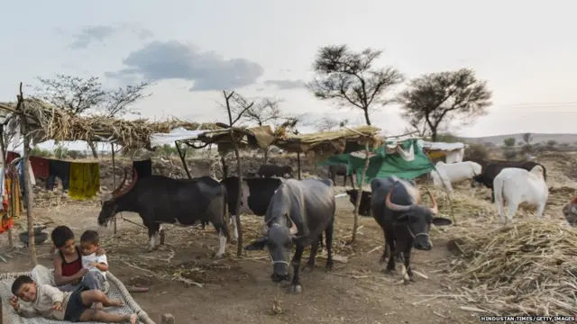 सरकारनं राज्यातल्या चारा छावण्यांची मुदत 31 ऑगस्ट पर्यंत वाढवली आहे.