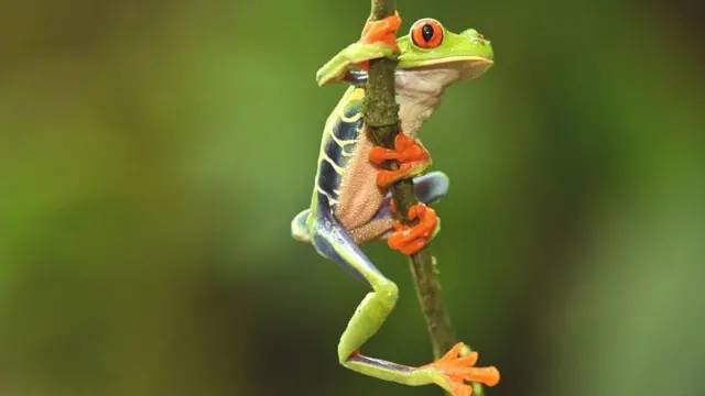 Vivre en harmonie avec la nature d'ici à 2050 est l'objectif assigné à l'humanité par les Nations unies.