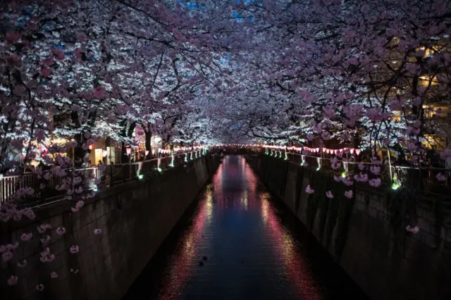 сакура фото