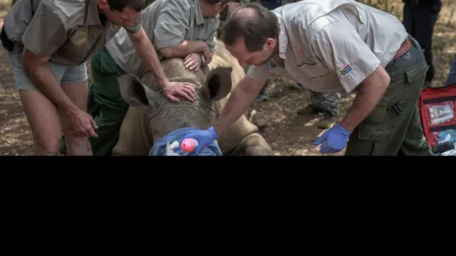 दक्षिण अफ्रीकामा गैंडा