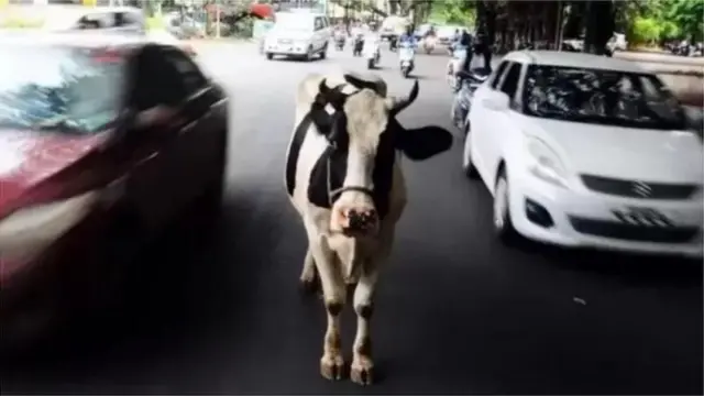 બીબીસી ગુજરાતી, ગુજરાત, બીબીસી, અમદાવાદ, રખડતાં ઢોર, ગુજરાત હાઇકોર્ટ, ઢોર, પશુ-પ્રાણી