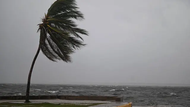 пальма качается на ветру на набережной Кингстона на Оушен-бульваре в Кингстоне, Ямайка,