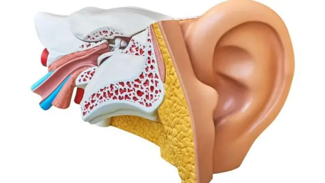 કાનની સંરચના 