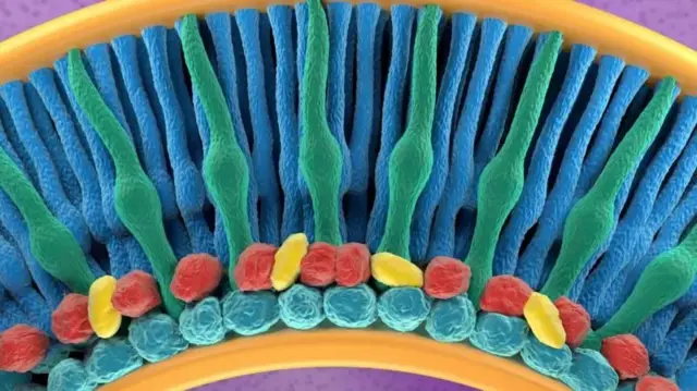 Kuwa na aina ya ziada ya seli za koni huitwa *retinal tetrachromacy*.