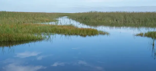 جنوبی فلوریڈا، پائتھن، اژدھے