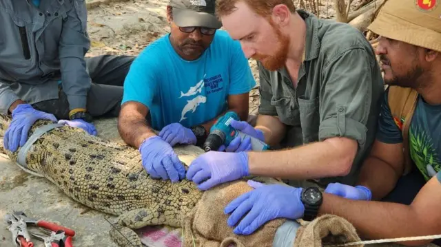 কুমিরের গায়ে বসানো হচ্ছে স্যাটেলাইট ট্যান্সমিটার
