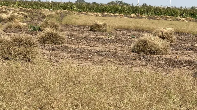 ગુજરાતમાં ખેતી, જીરુંના ભાવ, ઊંઝા માર્કેટમાં જીરુંના ભાવ, જીરું, બીબીસી ગુજરાતી, ખેતીવાડી