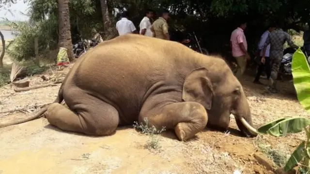 "ஆண் யானைகள் தொடர்ந்து மின் வேலிகளில் சிக்கி இறப்பதால் யானை இனத்துக்கு ஆபத்து"