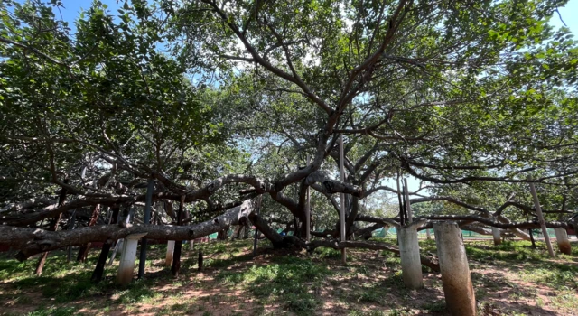 పిల్లలమర్రి