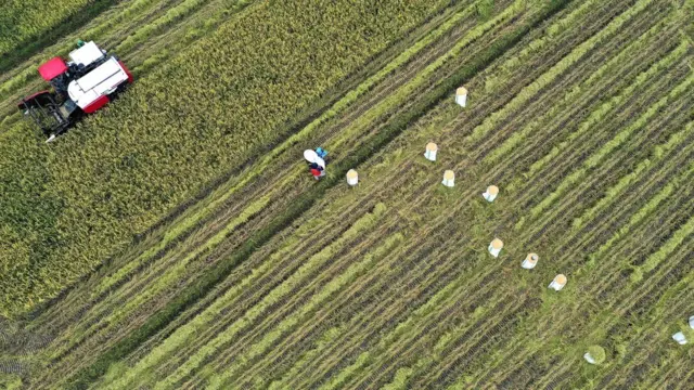 petani di tengah pandemi