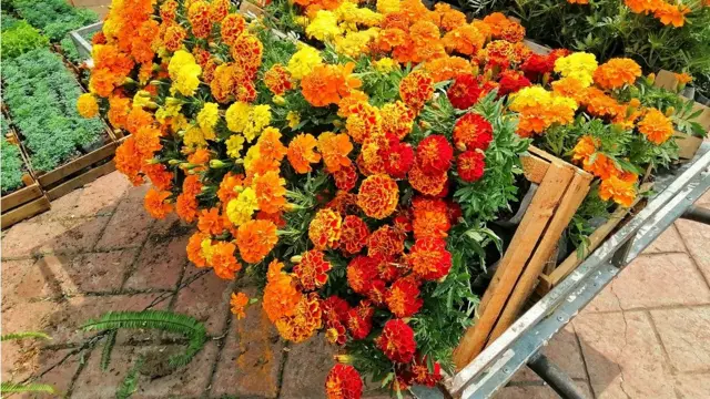 Чорнобривці