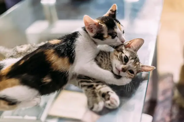 Un gato calicó con pelaje moteado de color naranja y negro y vientre blanco acaricia a un gatito marrón y blanco, con su pata alrededor de su cara. Parecen estar colocando una mesa de cristal en una posible consulta veterinaria.
