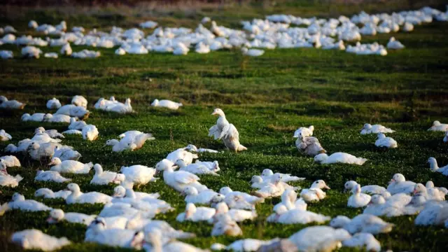 เป็ดในฟาร์ม