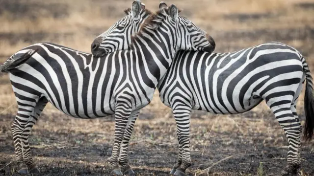 Una pareja de cebras