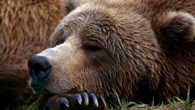 การนอนหลับจำศีลพบได้ในสัตว์เลี้ยงลูกด้วยนมบางชนิด อย่างเช่นหมี ค้างคาว หรือไพรเมตบางสายพันธุ์