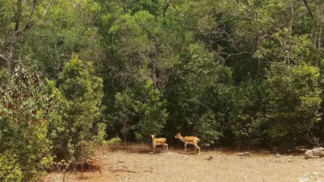Ciervos.