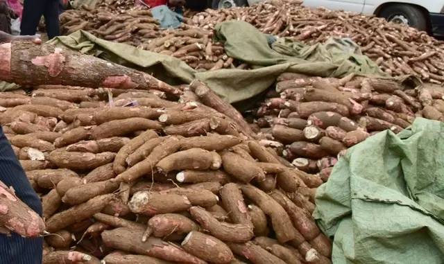 குச்சி வள்ளிக் கிழங்கு