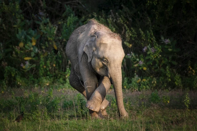 ‘ካብ ምህሮስ ኣእምሮ’ - ሓራምዝ ኣዝዩ ልዑል ናይ ምዝካር ክእለት ኣለዎም።