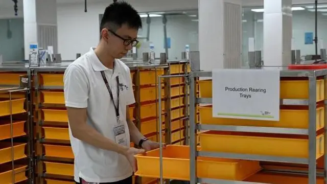 Seorang staf memeriksa nampan berisi jentik nyamuk pembawa Wolbachia di fasilitas produksi nyamuk Badan Lingkungan Hidup Nasional (NEA)