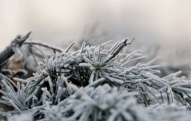 చలి గుప్పిట్లో కశ్మీర్