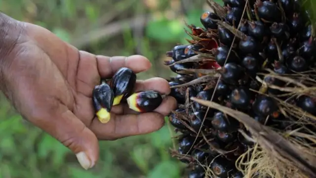 પામ, પામોલીન તેલ, ભારતની તેલી બિયાંની જાહેરાત, તેલદાણા, પામ ઝાડ વાવેતર ભારતમાં ક્યાં સૌથી વધુ થાય, બીબીસી ગુજરાતી કૃષિ સમાચાર, 